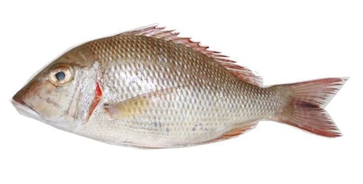 Sheri-Fish-31